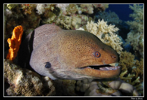 Curious moray eel... by Charly Kotnik 